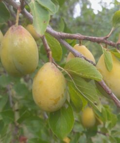 Prunier Goutte d'Or (syn. Secretale, syn. Secretau) (Prunus domestica)