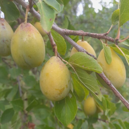 Prunier Goutte d'Or (syn. Secretale, syn. Secretau) (Prunus domestica)
