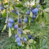Prunier Datil (ou Violine) (Prunus domestica)
