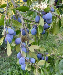 Prunier Datil (ou Violine) (Prunus domestica)