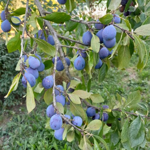 Prunier Datil (ou Violine) (Prunus domestica)