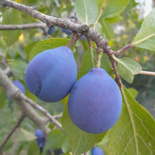 Prunier Datil (ou Violine) (Prunus domestica) – Image 2