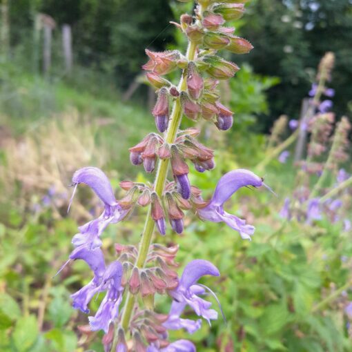 Sauge chinoise (Salvia miltiorrhiza) – Image 2