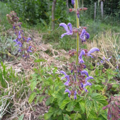 Sauge chinoise (Salvia miltiorrhiza)