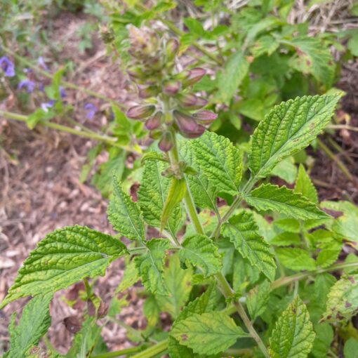 Sauge chinoise (Salvia miltiorrhiza) – Image 3