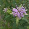 monarda fistulosa