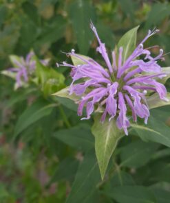 monarda fistulosa