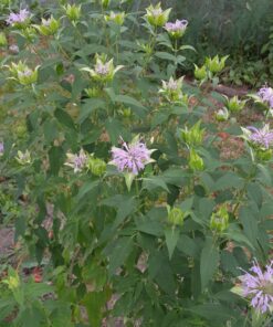 Monarda fistulosa