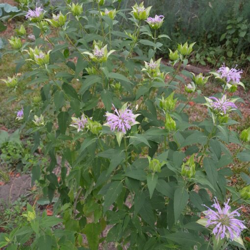 Monarda fistulosa