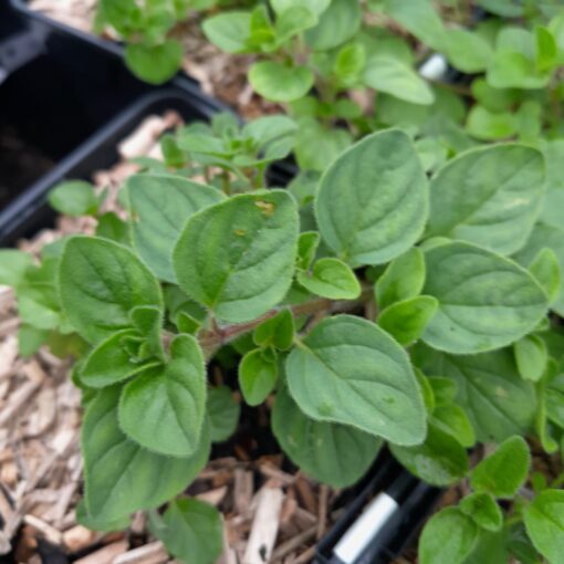 Origan grec (Origanum vulgare subsp. hirtum) BIO