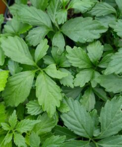 Herbe de l'immortalité (Gynostemma pentaphyllum)