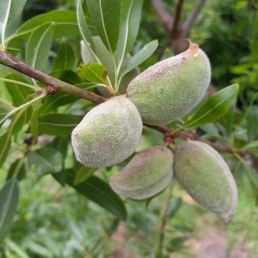 Amandier "Ferragnès" (Prunus dulcis)