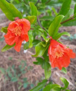 Grenadier Salavatski (Punica granatum) BIO