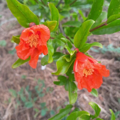 Grenadier Uzbek (Punica granatum) BIO