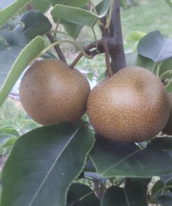 Nashi "Chojuro" (Pyrus pyrifolia)