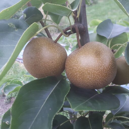 Nashi "Chojuro" (Pyrus pyrifolia)