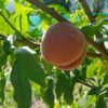Pecher amsden