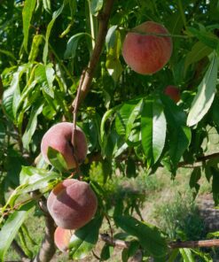 pecher amsden