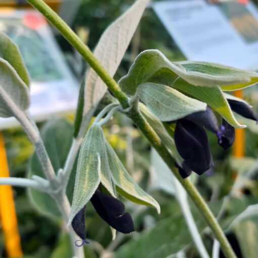 Sauge cassis (Salvia discolor) BIO – Image 4