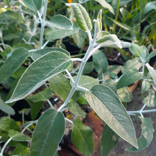 Sauge cassis (Salvia discolor) BIO – Image 2