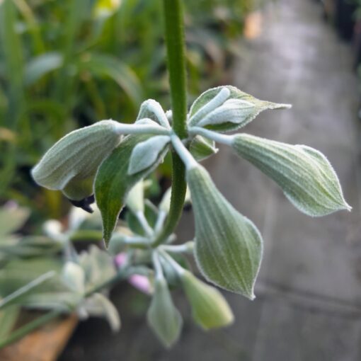 Sauge cassis (Salvia discolor) BIO – Image 3