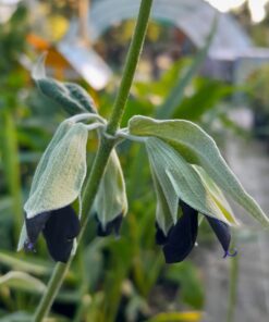 Sauge cassis (Salvia discolor) BIO