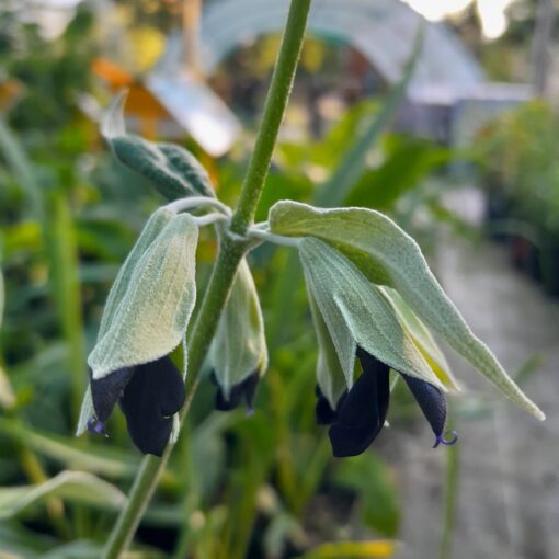 Sauge cassis (Salvia discolor) BIO