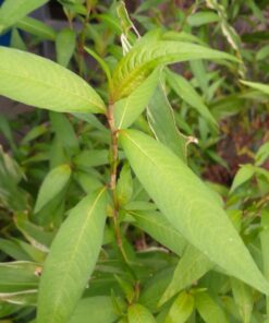 Rau ram / Coriandre vietnamienne (Polygonum odoratum syn. persicaria odorata) BIO