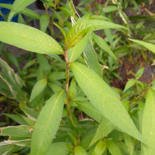 Rau ram / Coriandre vietnamienne (Polygonum odoratum syn. persicaria odorata) BIO