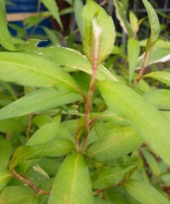 Alternative view of Rau ram / Coriandre vietnamienne (Polygonum odoratum syn. persicaria odorata) BIO