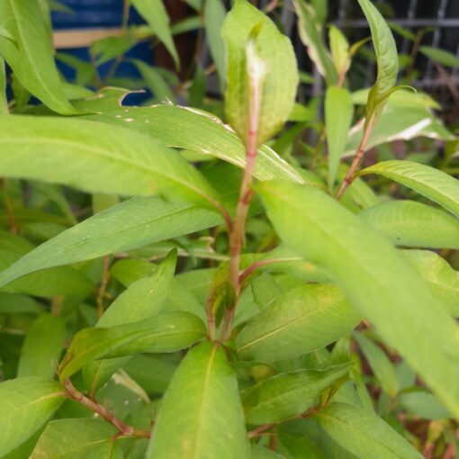 Rau ram / Coriandre vietnamienne (Polygonum odoratum syn. persicaria odorata) BIO – Image 2