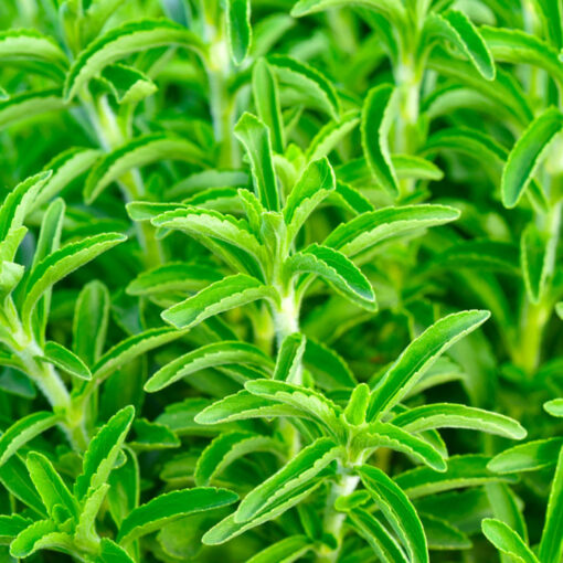 Stévia (Stevia rebaudiana)