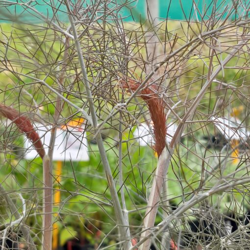 Fenouil bronze (Foeniculum vulgare purpureum)
