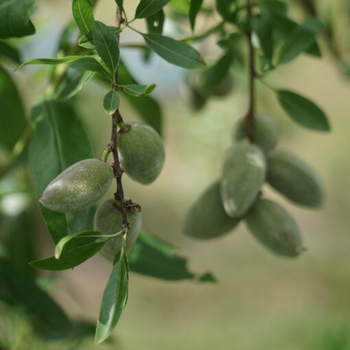 Amandier "Ferraduel" (Prunus dulcis)