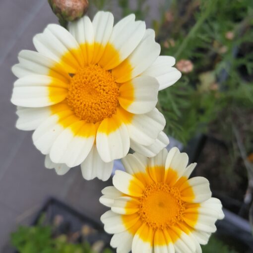 Chrysanthème comestible (Giebionis coronaria) BIO
