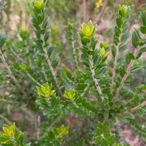 Myrte de Tarente (Myrtus communis subsp. Tarentina) BIO – Image 2