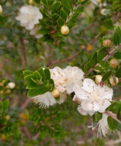 Myrte de Tarente (Myrtus communis subsp. Tarentina) BIO
