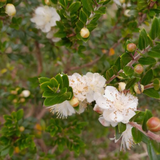 Myrte de Tarente (Myrtus communis subsp. Tarentina) BIO