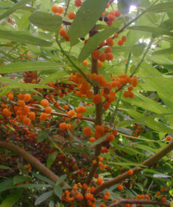 Fraise de saule "Elite" (Debregeasia edulis) BIO