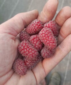Loganberry