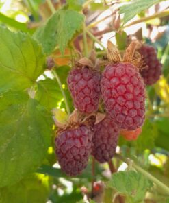 loganberry