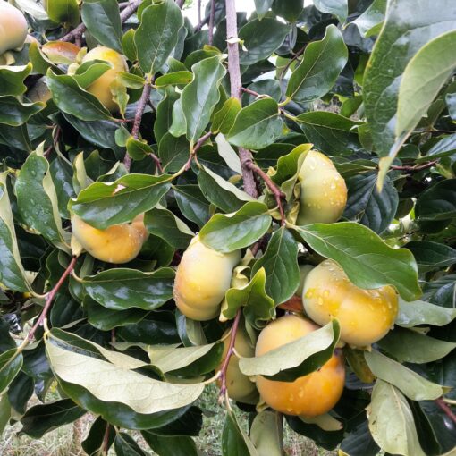 Plaqueminier Fuyu (Diospyros kaki) – Image 3