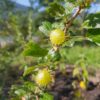 ribes cynosbati