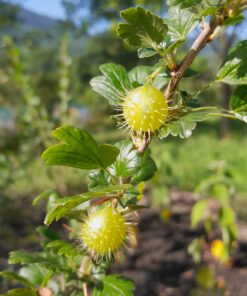 ribes cynosbati