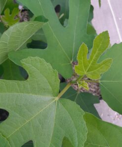 Figuier "Ronde de Bordeaux" (Ficus carica) BIO
