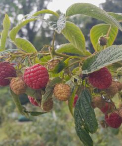 Framboisier Heritage (Rubus idaeus) BIO