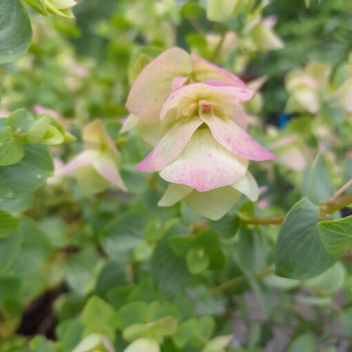 Origan 'Kent Beauty' (Origanum rotundifolium) BIO