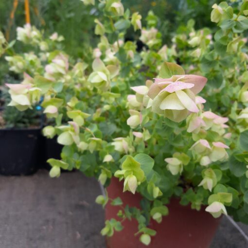 Origan 'Kent Beauty' (Origanum rotundifolium) BIO – Image 2