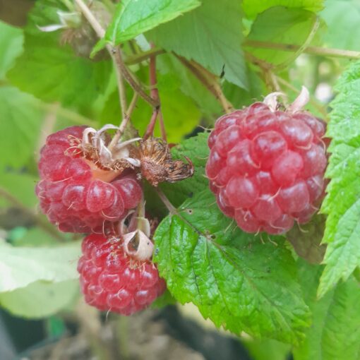 Framboisier Willamette (Rubus idaeus) BIO