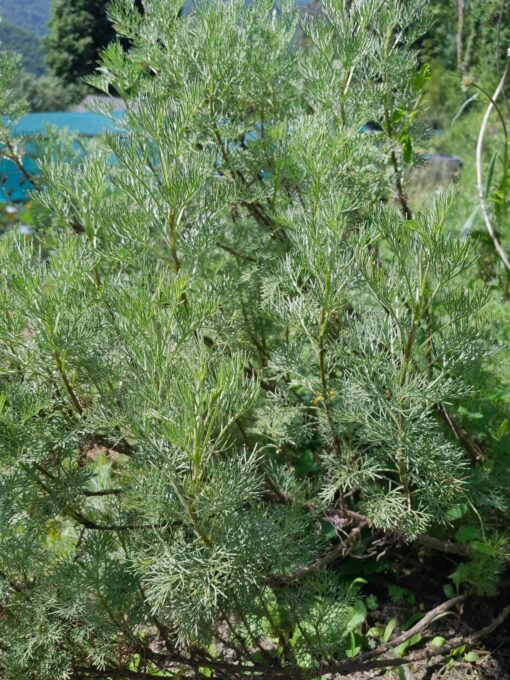 Aurone cola (Artemisia abrotanum) BIO